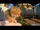 膝上でキジトラ猫の癒しタイム | ポッチャリ猫の甘えん坊姿とおっちょこちょいな瞬間