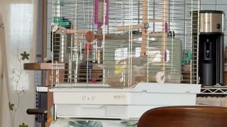 オカメインコのまさかの返事！