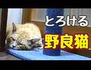 クーラーに負けた【野良猫】