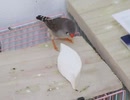 喰らうキンカチョウ2025年7月6日