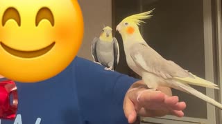 ドライヤー好きなオカメインコ