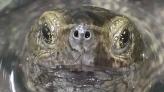 7月の生き物といつもの池