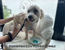 ヨープーのハナちゃん