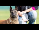 The Doghouse, LLC