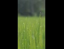 僧侶悠真（ゆうしん） のHoo〜〜 Waa！（法話）  2025年7月7日　月曜日　赤口　月齢11.7（七夕）