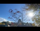 １1月　大阪 大阪城　紅葉　綺麗　風景