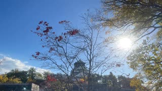１1月　大阪 大阪城　紅葉　綺麗　風景