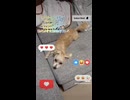 ヨープーのハナちゃん