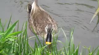 泳ぐ＋餌を探す？鴨