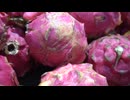 Photographing delicious looking dragon fruit. 藤野孝紘
