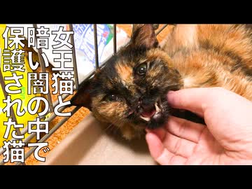 闇の中の保護猫、女王猫と世界の片隅で交差する