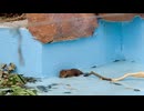 【東武動物公園】赤ちゃんビーバーの匍匐前進【アメリカビーバー】