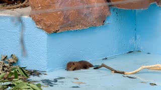 【東武動物公園】赤ちゃんビーバーの匍匐前進【アメリカビーバー】