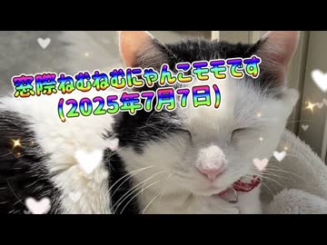 窓際ねむねむにゃんこモモです(2025年7月7日)