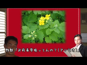 迫真自然崇拝部 クサノオウの裏技.Chelidonium
