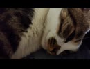 ねむねむヌコ