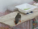 かじる→喰らうキンカチョウ　2025年7月8日