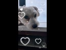 ヨープーのハナちゃん