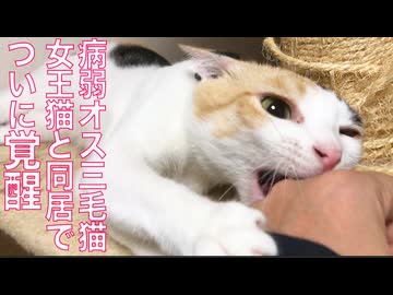 病弱オス三毛猫、女王猫との暮らしで覚醒する