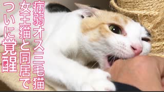 病弱オス三毛猫、女王猫との暮らしで覚醒する
