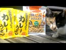 猫たちと食料品