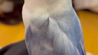 ちょっと。。Zz(´-ω-｀*)φﾈﾑｲ，，コザクラインコ