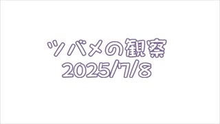 つばめの観察2025No025