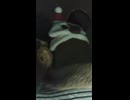 SAENSさん