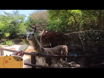 【長崎バイオパーク】ラマに餌をあげたかった