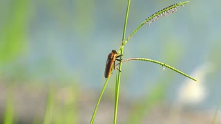 野山の昆虫達　アオメアブ