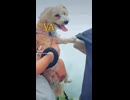ヨープーのハナちゃんバカンス編