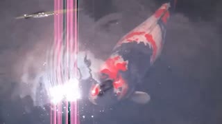 のんびりした鯉動画 2025年7月9日