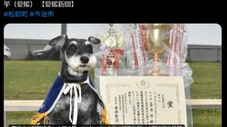 大型犬を抑えて警察犬の競技会で優勝するミニチュアシュナウザー