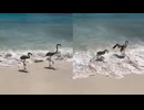 鳥