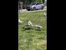 ホモと見るジャイアントスイングされるカモメ