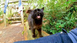 【神の使い!?】猫神社を守る黒猫が参拝者にベッタリ甘えてくる件□⛩️