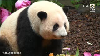 PandapiaLive_2025_7_10