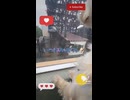 ヨープーのハナちゃん避暑地に行く