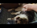 股掻き 2