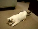 猫と遊ぶ