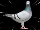 hato.mp4