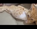 ホモと見るだるそうなネコ