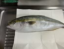 ツバス　さかな　開き　塩もみ　塩焼き　料理