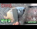 【フカセ】初チヌ ～ 白身魚２点盛り