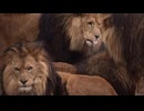 stock-footage-a-closeup-slow-motion-footage-of-four-male-lions