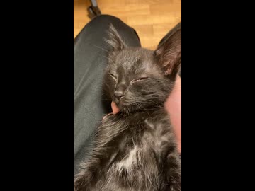 落ちる子猫