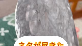 陽気ななぎと冷めてるぴっぴ□