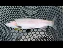 【ラヴィンさんの管理釣り場でマス釣り】夕方５時から入れ食い状態