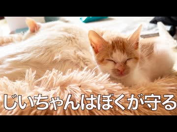 出遅れ子猫、不調のじいちゃんに寄り添う