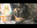サビ猫と麵職人